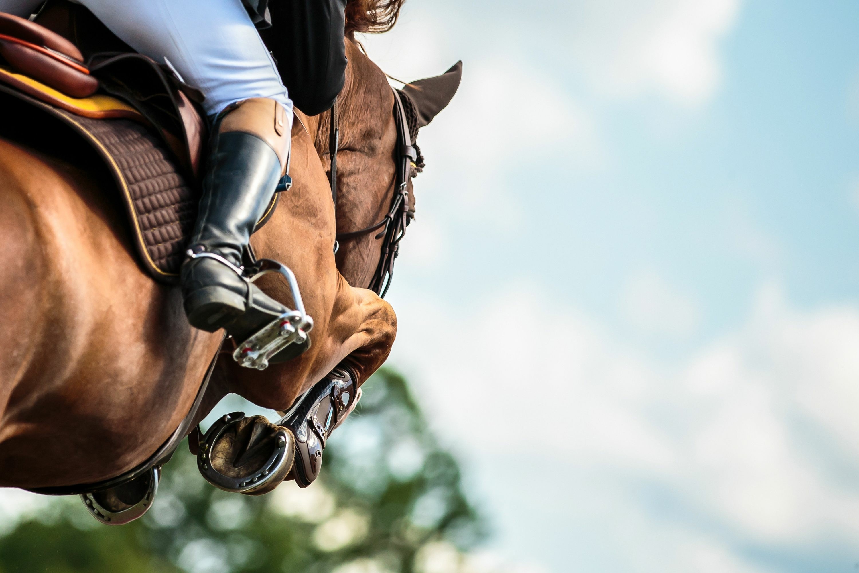 close up of horse jumping fences at horse trails